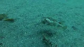 Ambon, Indonesia - Muck Diving Porcupine fish