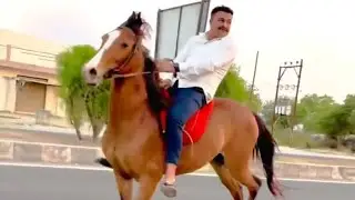 horse video 🏇