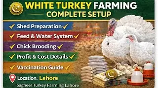 turkey birds farm in pakistan|turkey birds chicks|turkey birds
