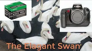 Canon EOS 5-- Fuji Acros 11- -Photographing swans- -Mini review of the Canon EOS 5 35mm SLR camera