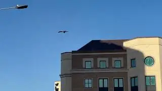 urban kite