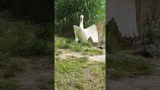 Angry swan attacks from the water #Shorts