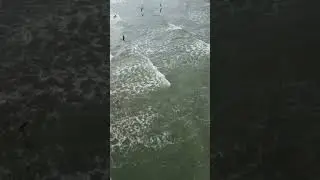 Gaivotas no Canto do Forte,  em Praia Grande SP. ##praiagrande #drone #dicasdeviagem #turismo