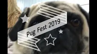 Adorable Pug Compilation - Cutest Pug Videos of Pug Fest