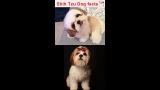 Shih Tzu | Dog Facts | Dog series | தமிழ் | TAMIL #shorts