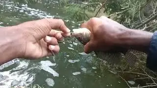 local fishing 🐟 Mandya village fish catching video