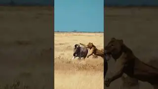 Lion Hunting Zebra in the Wild | African Safari Animals #shorts #animals #zoo