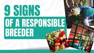 How To Find a Good Breeder | Signs Of a Great Bird Breeder