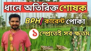 ধানের অতিরিক্ত শোষক পোকা! ভয়ংকর BPH ও কারেন্ট পোকার আক্রমণ | ধান শুকিয়ে যাচ্ছে? কারণ ও সমাধান।