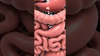 GUT INFLAMMATION