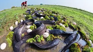 Wow Unique Amazing - A fisherman catch fish and pick a lot of eggs in rice field in shallow water