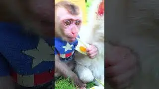 Chef monkey fried eggs herself 🤤#shorts #monkey #eating #babymonkey #animal