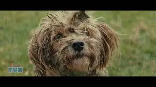 TUX | Feeding the kiwi in all our dogs for 70 years!