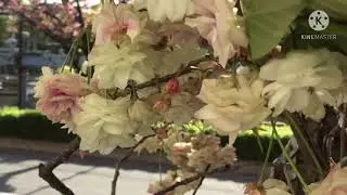 &ldquo;NATURE LOVER &ldquo; JAPAN SPRING FLOWERS TREE..