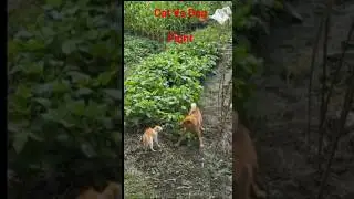 Epic Cat vs Dog Showdown! 🐱🐶 Who Wins This Battle #shorts