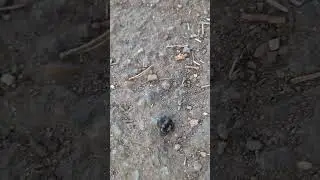 Жук блестянка...я бегу бегу бегу