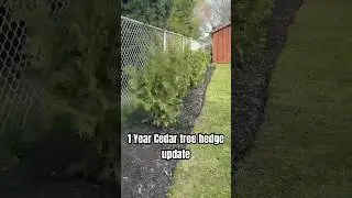 1 year Cedar tree hedge update 🌳