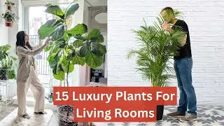 Top 15 Plants That Make Your Living Room Feel Luxurious | Luxury Plants For Living Rooms