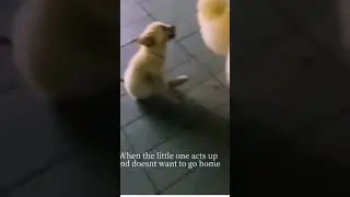 Dog mom got your back 🐶😂 #animals #mom #dogmom #funny#pawsitivevibes