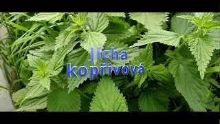 🔥 Kopřivová Jíchy: Kompletní Postup pro Super Hnojivo! Jak Vyrobit Elixír pro Rostliny? 🌿