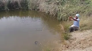 The Science Behind Baam&tilapia And Cat Fishing Best Fishing Video In Village Streem By Trending Boy