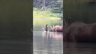 Bull Moose at Glacier National Park