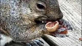 Did you know squirrels are this smart? Path prediction: a physics problem