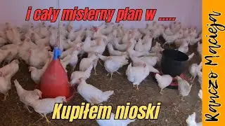 Kupiłem nowe nioski  #467 [4K]