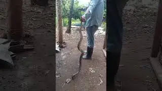 #Beautifulsnake🐍🐍🐍