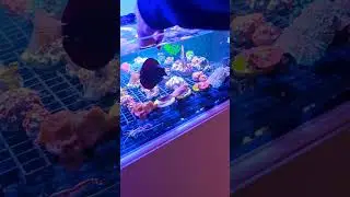 &iexcl;Estos dos nunca dicen no a una chuche!#chelmon #gemmatum #acuario #reef #marino #corales #reeftank