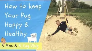 How To Keep Your Pug Happy & Healthy