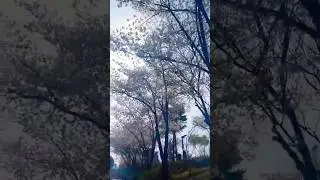 #spring #nature  #awesome #beautiful #beautifulflowers #springtime #shortsfeed #youtubeshorts