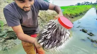 Bottle Fish Trap | Amazing Boy Catch Fish With Plastic Bottle