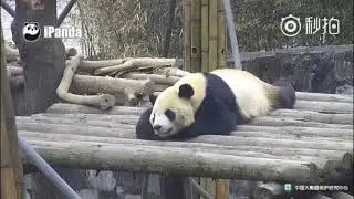 Visitors throwing rocks on Panda Tai Shan :( at CCRCGP