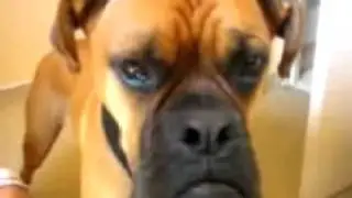 TALKING DOG! OSCAR THE BOXER