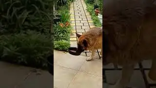 Fryda no comparte su comida!!!