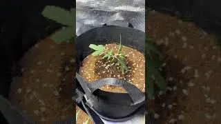 Honey vs. clonex, new grower tips from a new grower #growtips #marijuanamovement #marijuanachannel