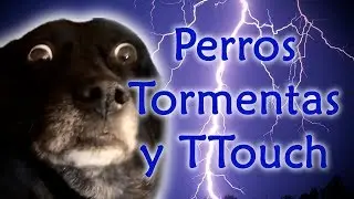 C&oacute;mo ayuda la venda TTouch a perros con miedo a tormentas