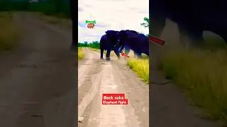 Elephant vs elephan Fight - Raw footage | elephant fight  #shorts Amazing Elephant Sound