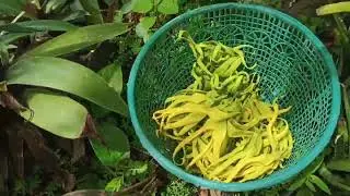 🔴PANEN BUNGA KENONGO