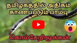 கொம்பேறிமூக்கன் | Common Bronzeback Tree Snake | Tamil