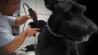Tosa scottish terrier