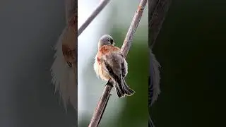 How a Penduline Tit Builds Its Masterpiece Nest