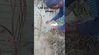 Heron bird live trap