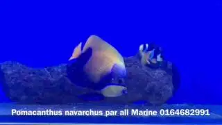 Promacanthus navarchus Fabrice ortin