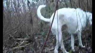 psy jungle break (original video) - project ra feat. cujo & fanta