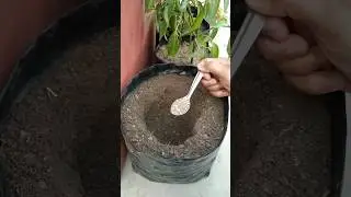 When to give Phosphorus Rich Fertilizer to plants and what to give? #shorts #fertilizer