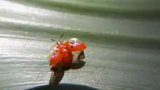 Besouro brasileiro - Charidotella sexpunctata