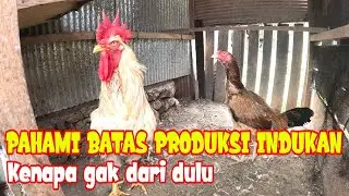 WAJIB TAU‼️ MEMAKSIMALKAN PRODUKTIFITAS INDUKAN AYAM KAMPUNG