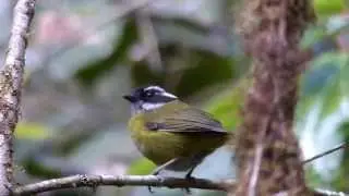 Sooty-capped Brush-Tanager (Chlorospingus pileatus)